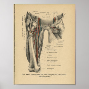 Vintage 1888 Anatomy Print Leg Femur Muscles