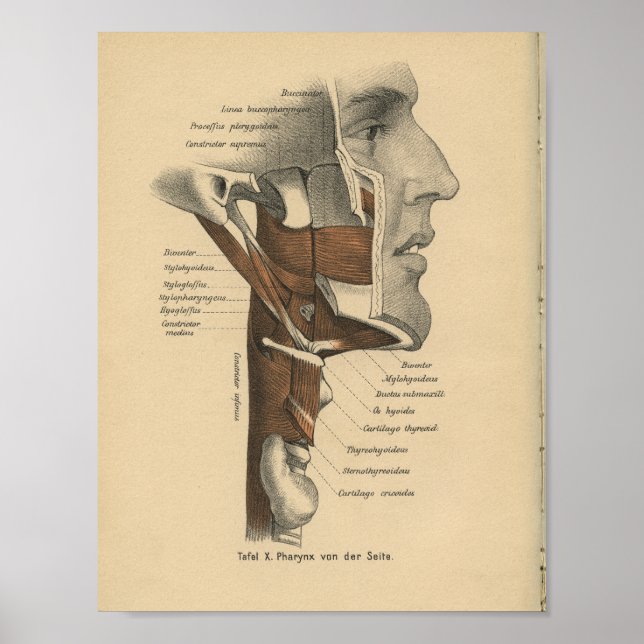 Vintage 1888 Anatomy Print Neck Face Muscles (Front)