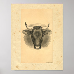 Vintage 1888 Bull Print