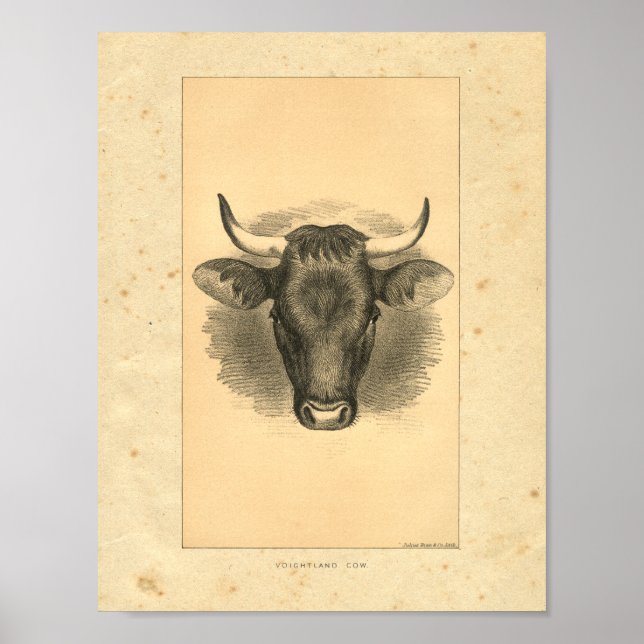 Vintage 1888 Bull Print (Front)