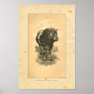 Vintage 1888 Bull Print