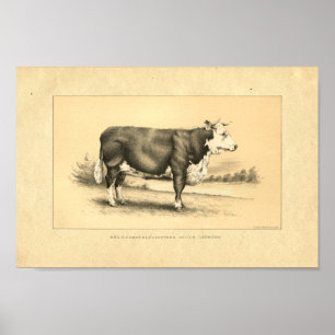 Vintage 1888 Bull Print