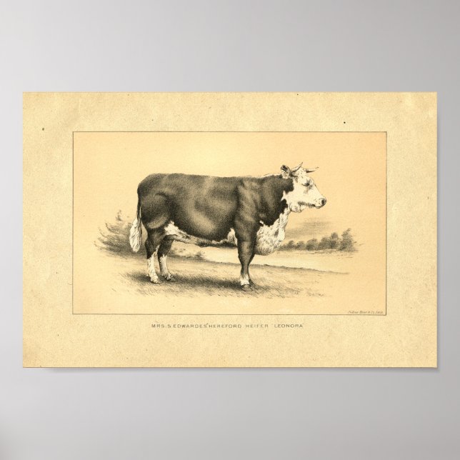 Vintage 1888 Bull Print (Front)