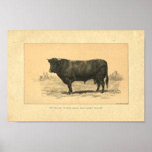 Vintage 1888 Bull Print