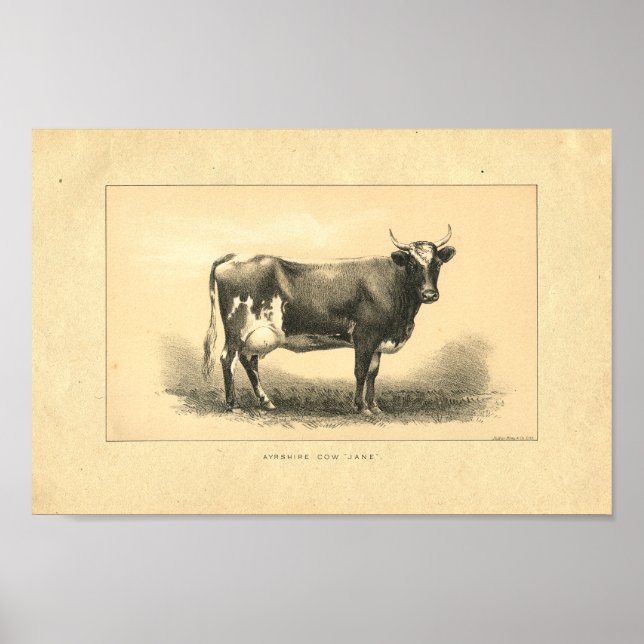 Vintage 1888 Cow Print (Front)