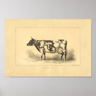 Vintage 1888 Cow Print