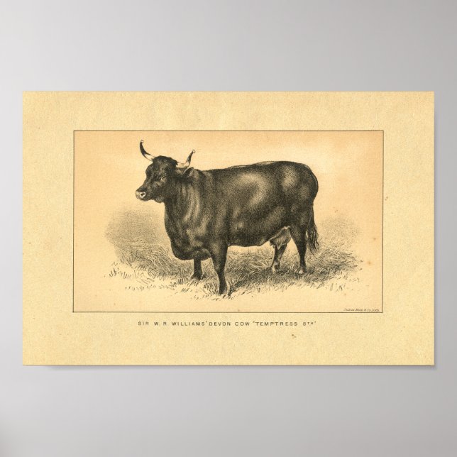 Vintage 1888 Cow Print (Front)