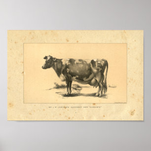Vintage 1888 Cow Print