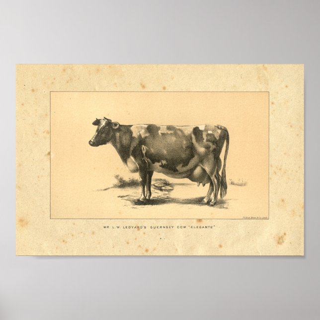 Vintage 1888 Cow Print (Front)