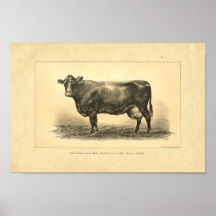 Vintage 1888 Cow Print