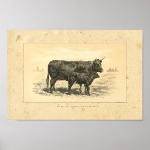Vintage 1888 Cow with Calf Print