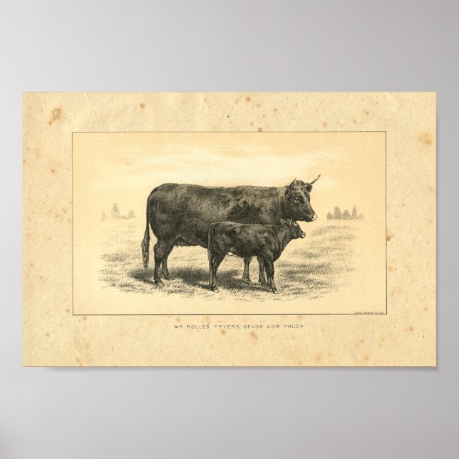 Vintage 1888 Cow with Calf Print (Front)