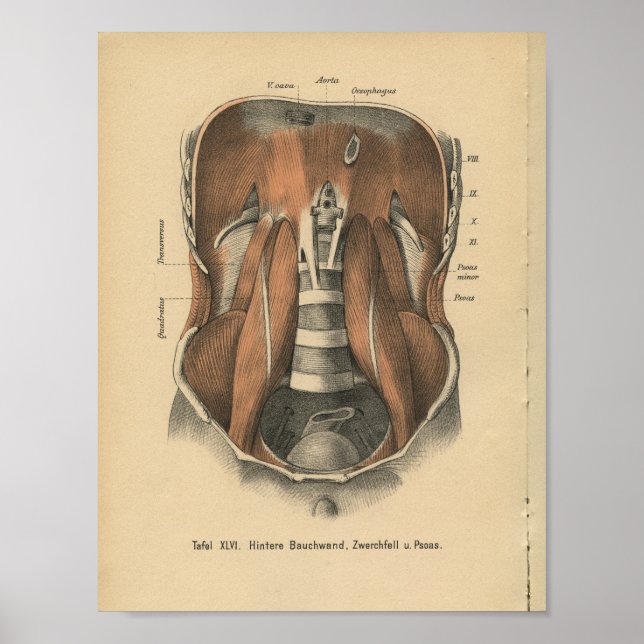 Vintage 1888 German Anatomy Print Abdomen (Front)