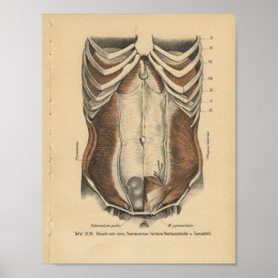 Vintage 1888 German Anatomy Print Abdomen Muscles