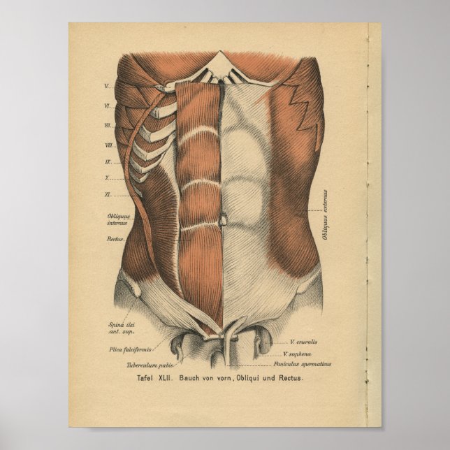 Vintage 1888 German Anatomy Print Abdomen Muscles (Front)