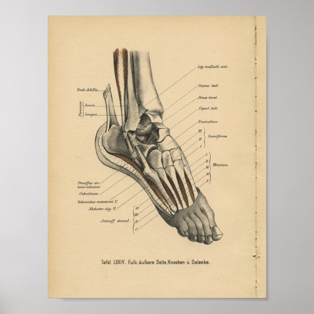 Vintage 1888 German Anatomy Print Ankle Foot (Front)