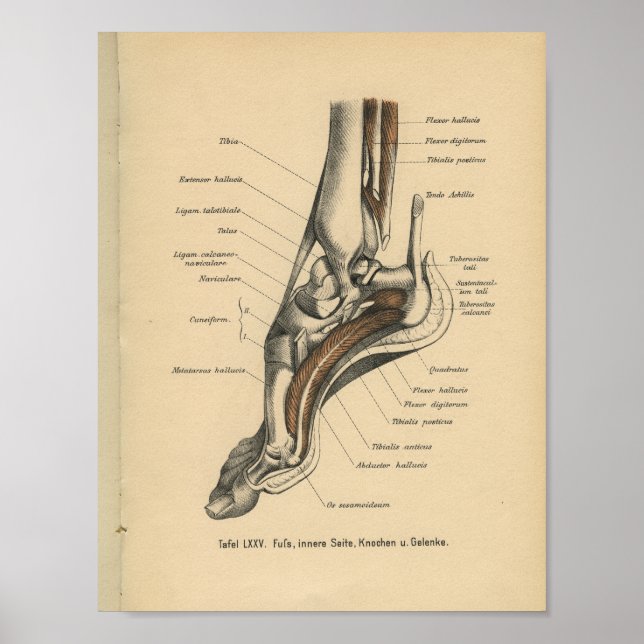 Vintage 1888 German Anatomy Print Ankle Foot (Front)
