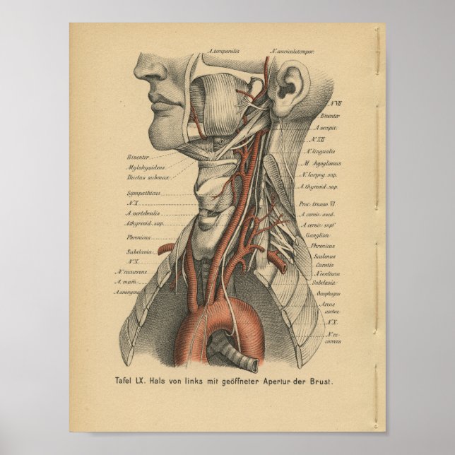 Vintage 1888 German Anatomy Print Aortic Arch (Front)