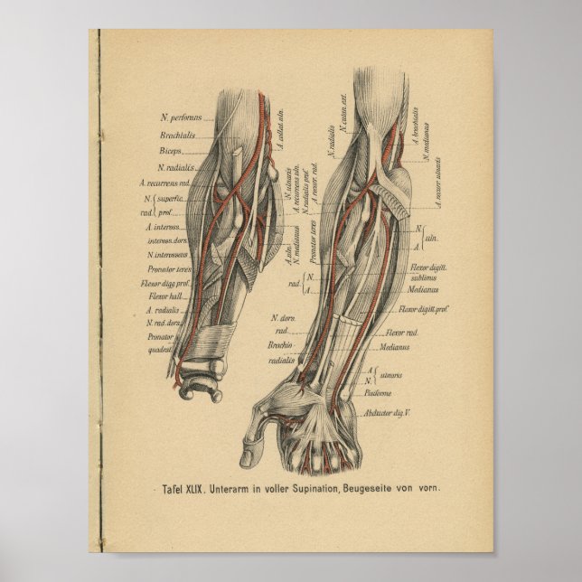 Vintage 1888 German Anatomy Print Arm Elbow (Front)