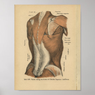 Vintage 1888 German Anatomy Print Back Muscles