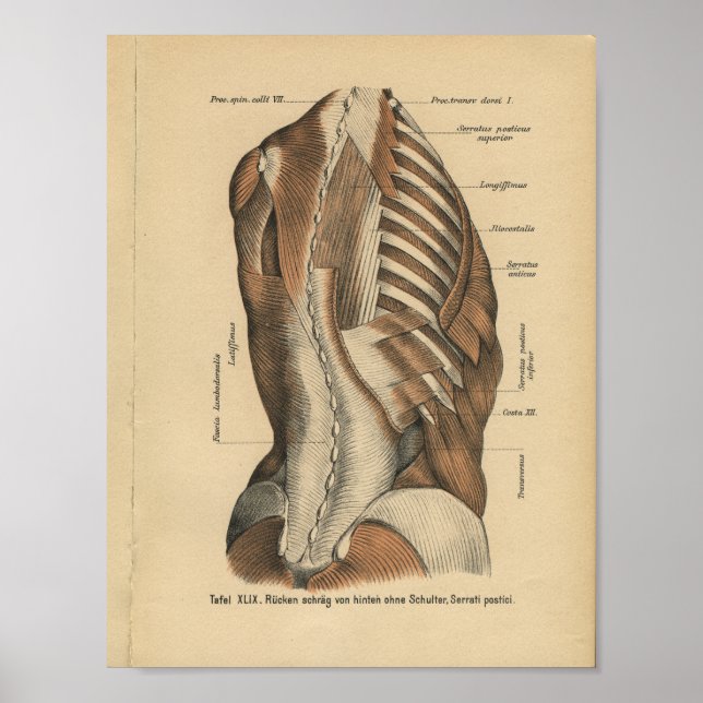 Vintage 1888 German Anatomy Print Back Muscles (Front)