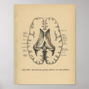 Vintage 1888 German Anatomy Print Brain