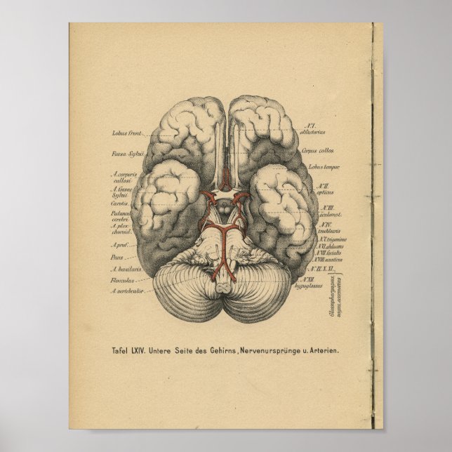 Vintage 1888 German Anatomy Print Brain (Front)