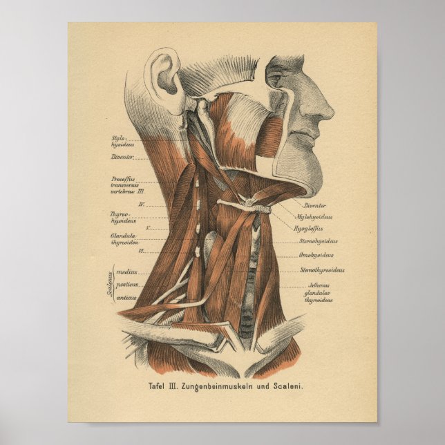 Vintage 1888 German Anatomy Print Face and Neck (Front)