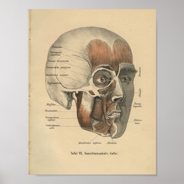 Vintage 1888 German Anatomy Print Face Muscles (Front)