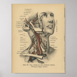 Vintage 1888 German Anatomy Print Face Neck