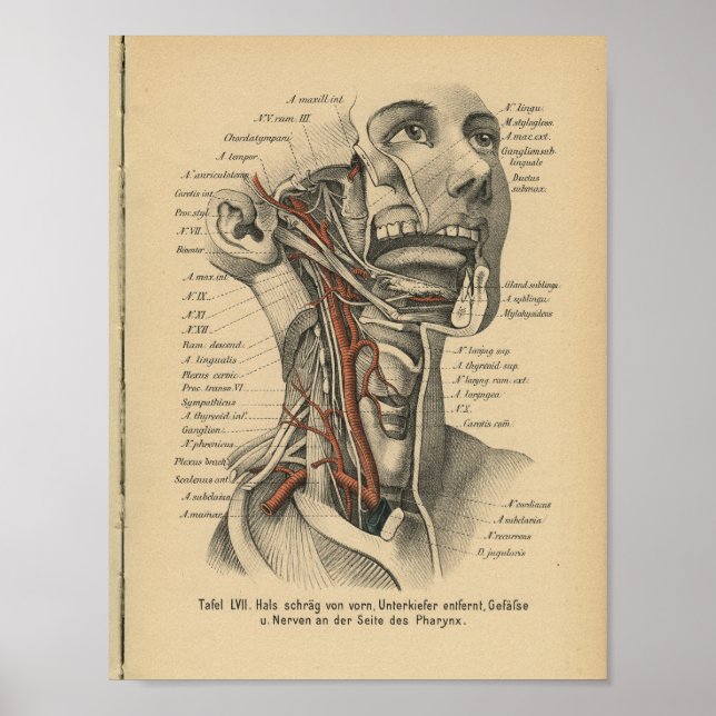 Vintage 1888 German Anatomy Print Face Neck (Front)