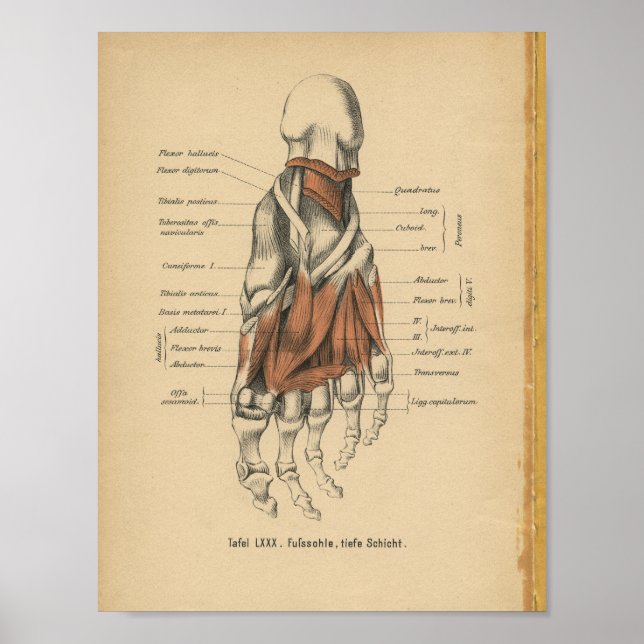 Vintage 1888 German Anatomy Print Foot Bones (Front)