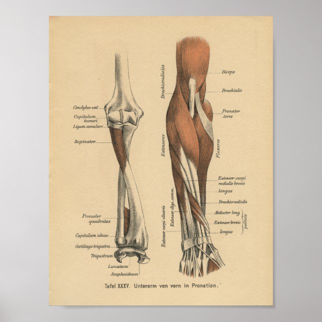 Vintage 1888 German Anatomy Print Forearm (Front)