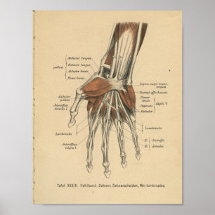 Vintage 1888 German Anatomy Print Hand Wrist