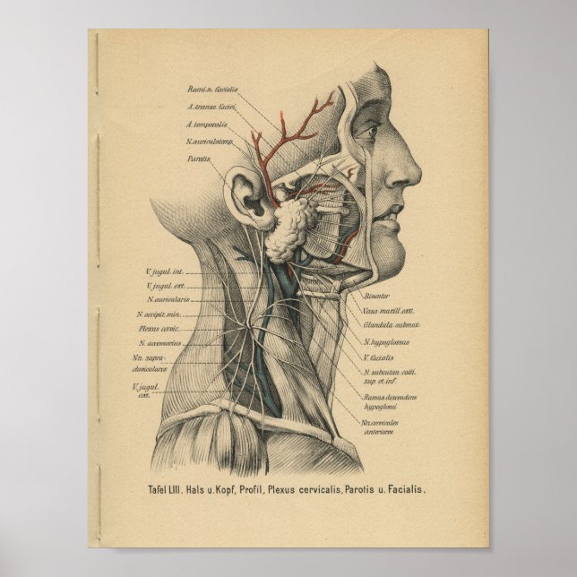 Vintage 1888 German Anatomy Print Head Neck (Front)