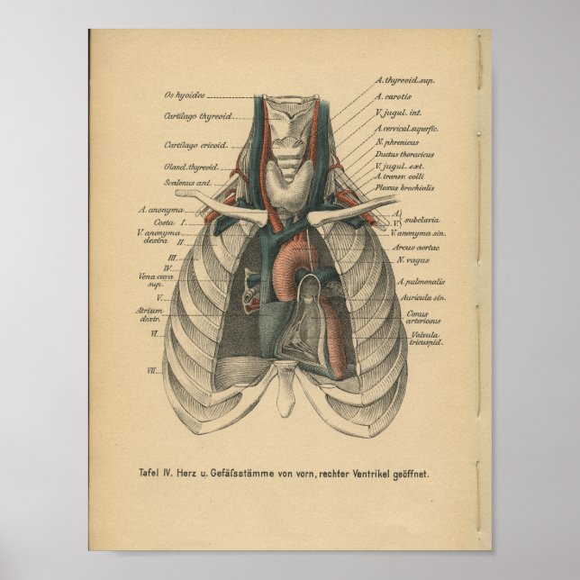 Vintage 1888 German Anatomy Print Heart (Front)
