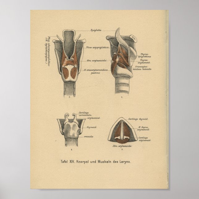 Vintage 1888 German Anatomy Print Larynx (Front)