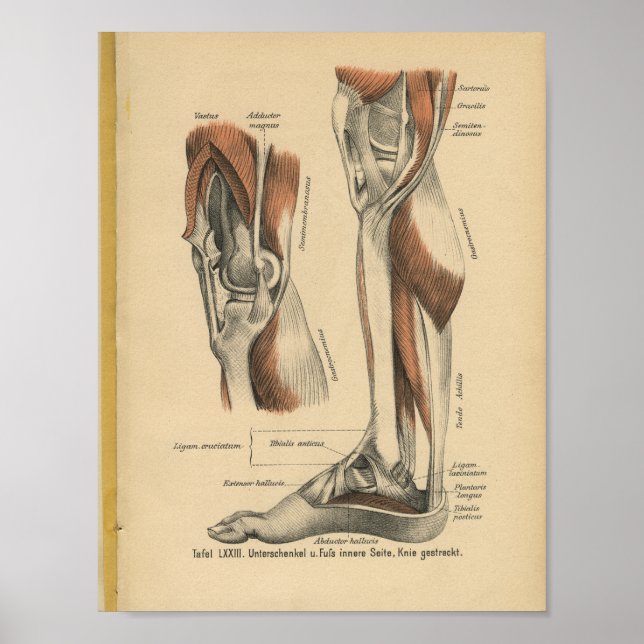 Vintage 1888 German Anatomy Print Leg Foot (Front)
