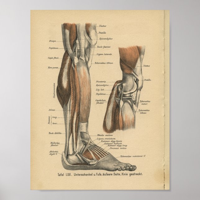 Vintage 1888 German Anatomy Print Leg Foot (Front)