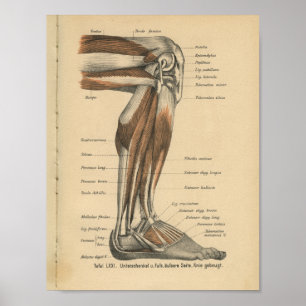 Vintage 1888 German Anatomy Print Leg Foot