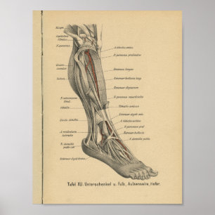Vintage 1888 German Anatomy Print Leg Foot