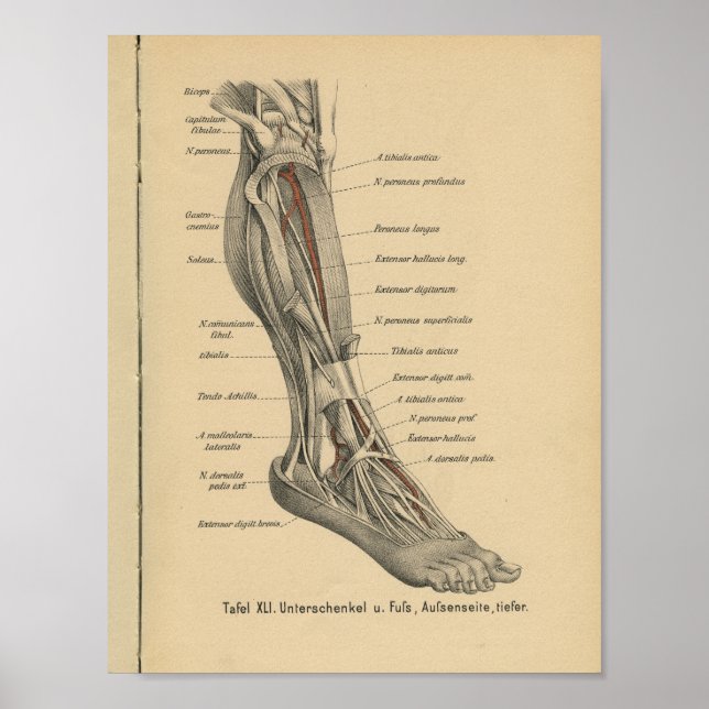 Vintage 1888 German Anatomy Print Leg Foot (Front)
