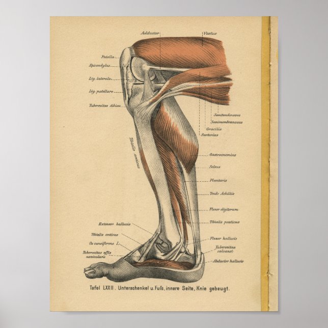 Vintage 1888 German Anatomy Print Leg Foot (Front)