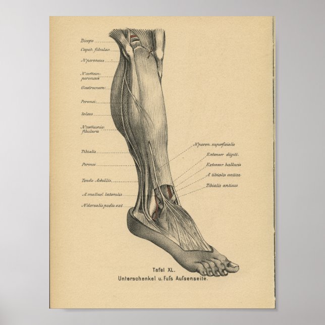 Vintage 1888 German Anatomy Print Leg Foot (Front)