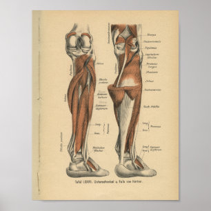 Vintage 1888 German Anatomy Print Leg Foot