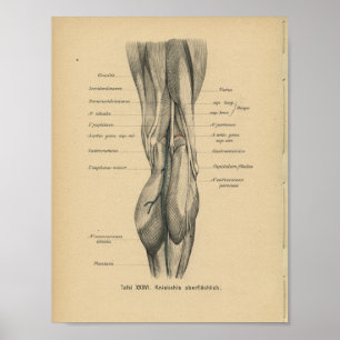 Vintage 1888 German Anatomy Print Leg Knee
