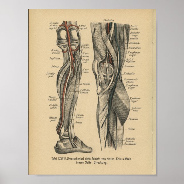 Vintage 1888 German Anatomy Print Leg Knee (Front)