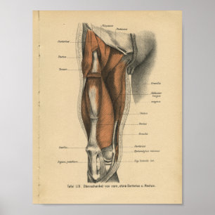 Vintage 1888 German Anatomy Print Leg Muscles