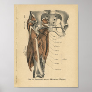 Vintage 1888 German Anatomy Print Leg Muscles