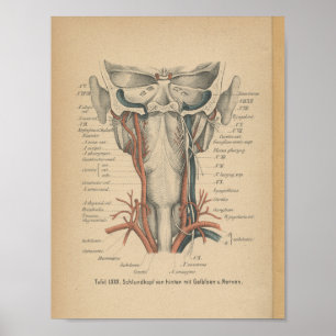 Vintage 1888 German Anatomy Print Neck